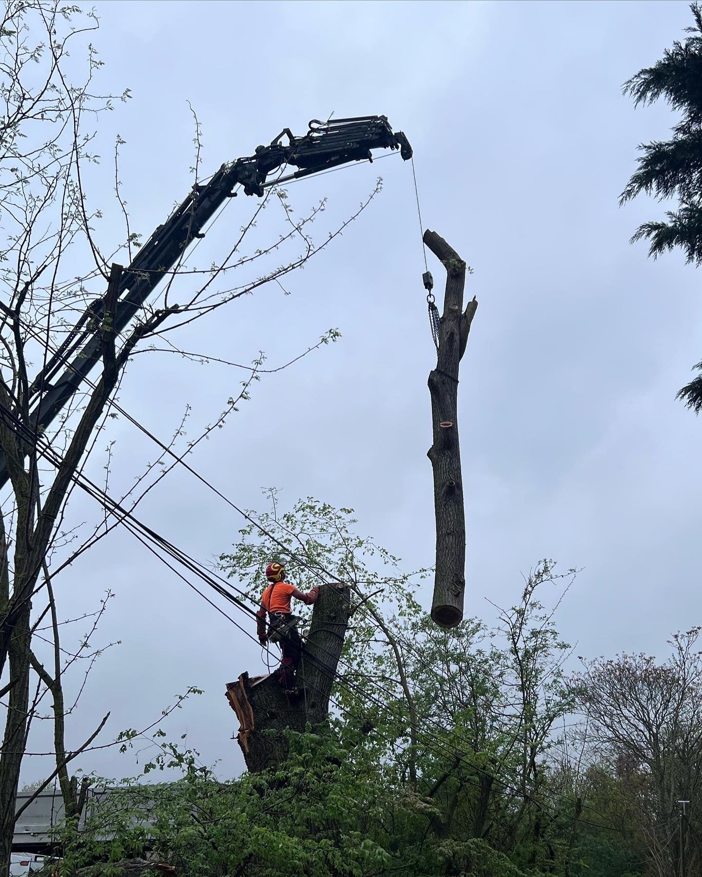 nos réalisations -Tolosa élagage