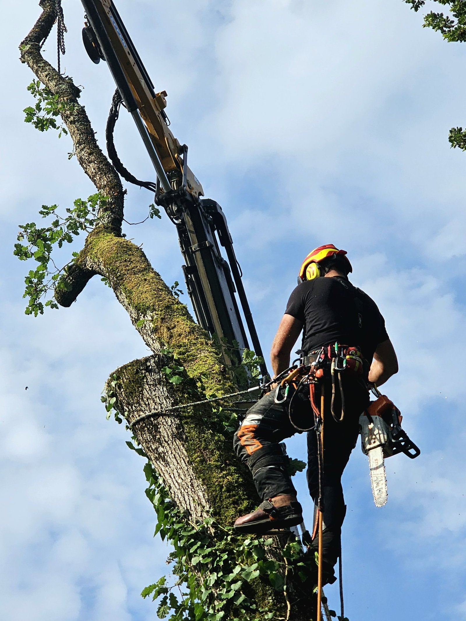 réalisations Tolosa élagage à Toulouse - abattage