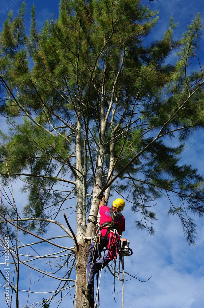 Abattage - Tolosa élagage