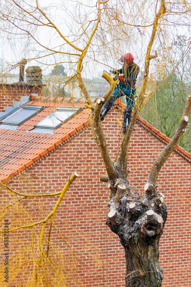 abattage - Tolosa élagage