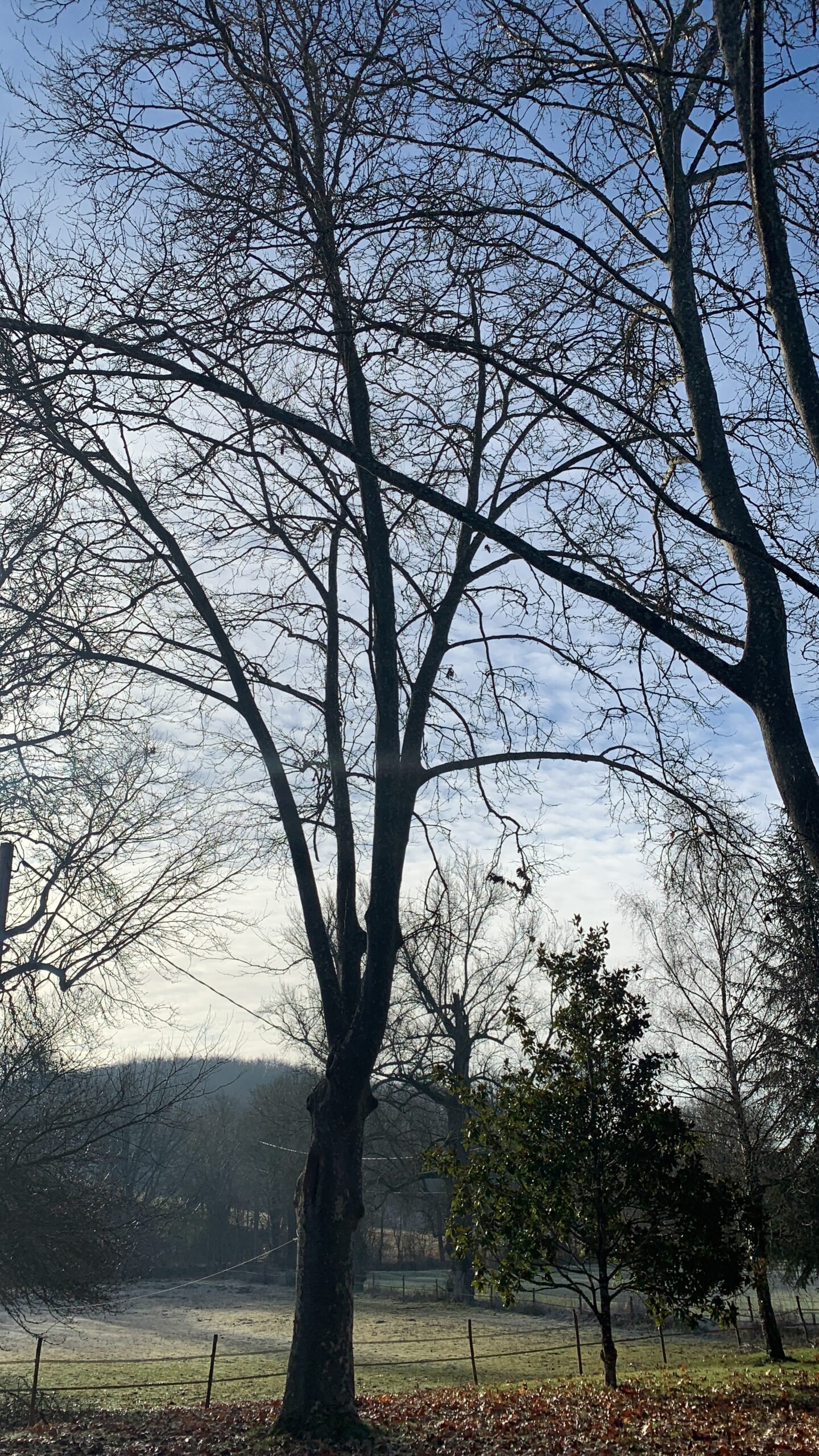 tolosa élagage - taille éclaircie