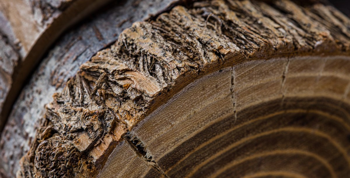 elagage-tolosa Tolosa Élagage- Bois réutilisé coupé - abattage