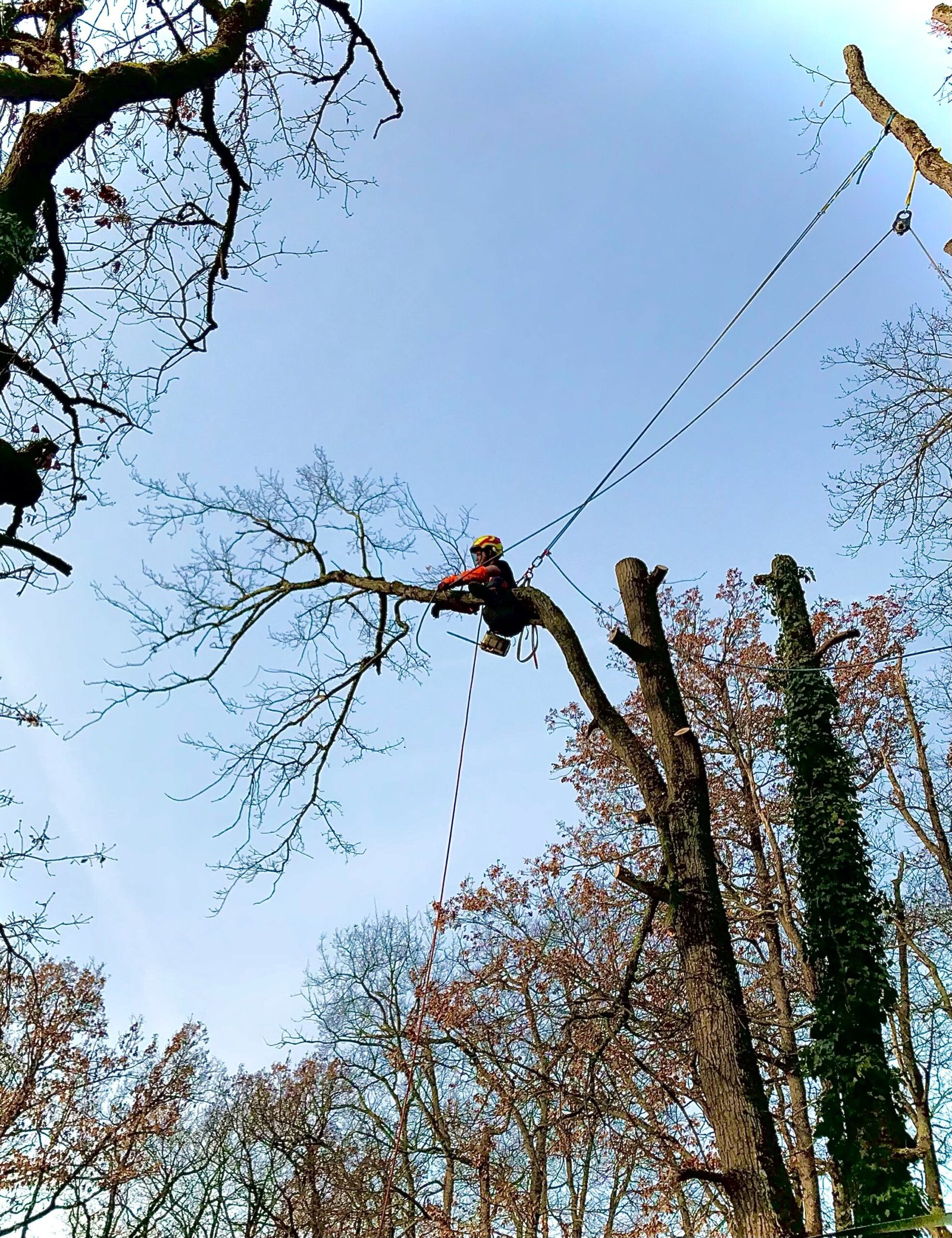 réalisations élagage à Toulouse