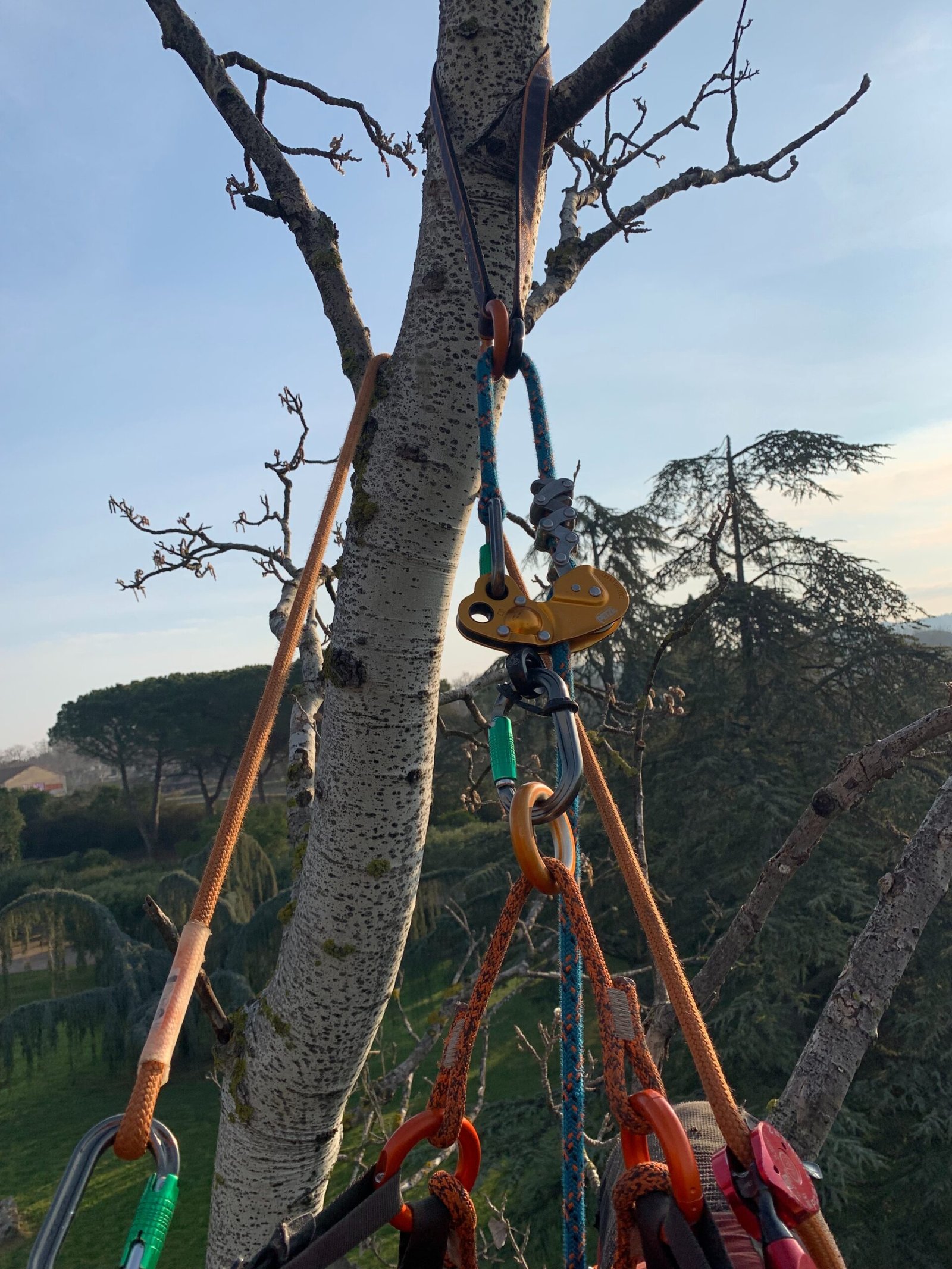 haubanage - Tolosa élagage