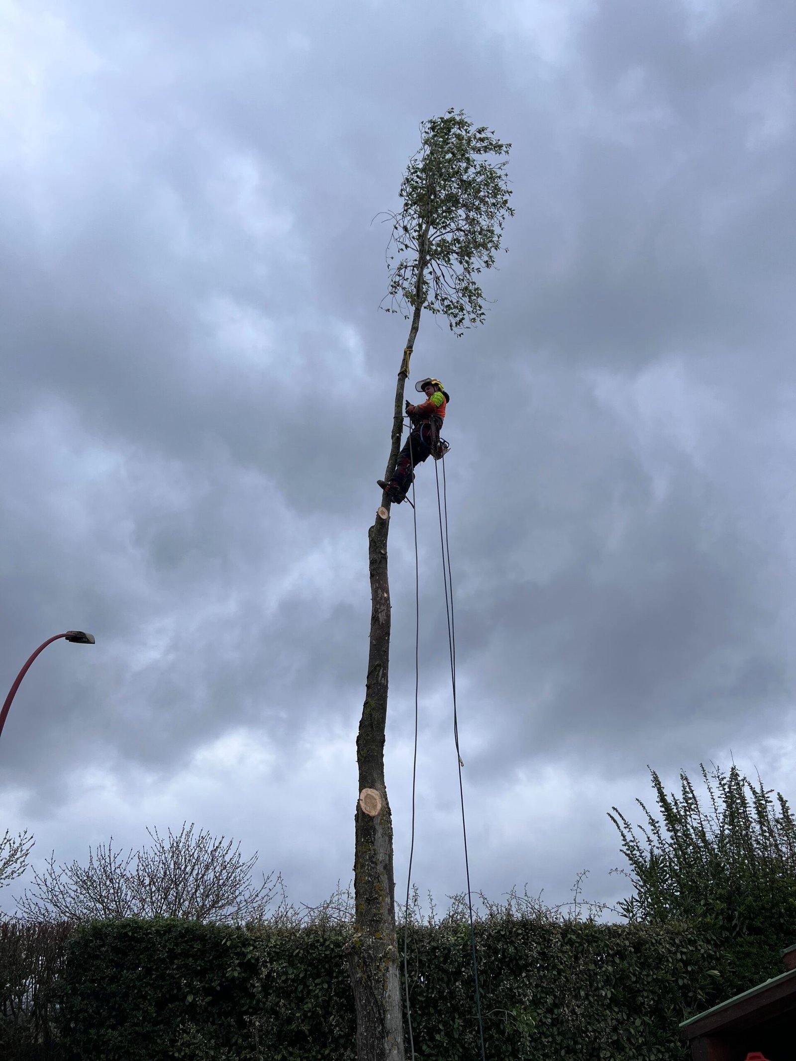 réalisations Tolosa élagage