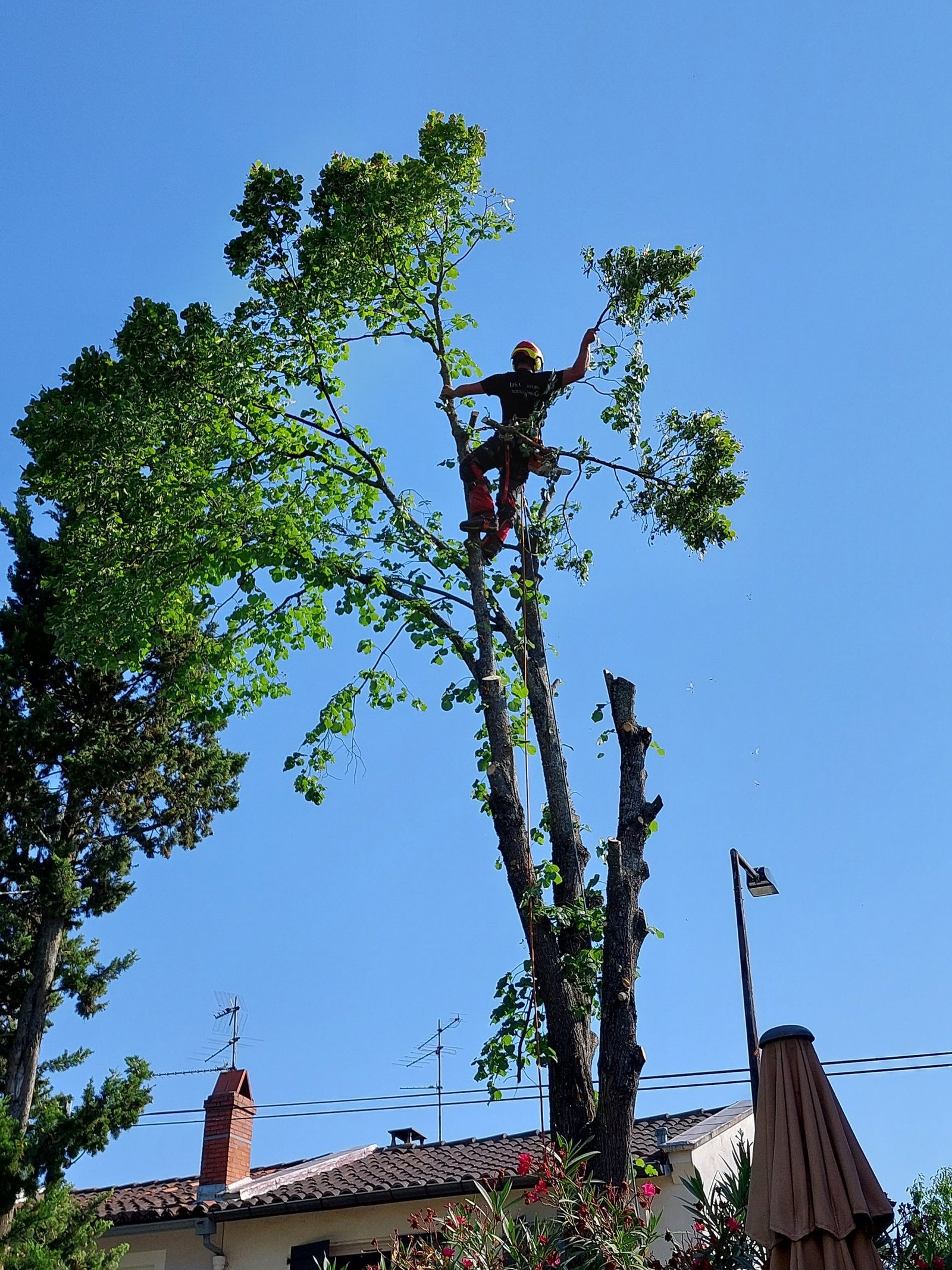 élagage à Toulouse - Tolosa Elagage