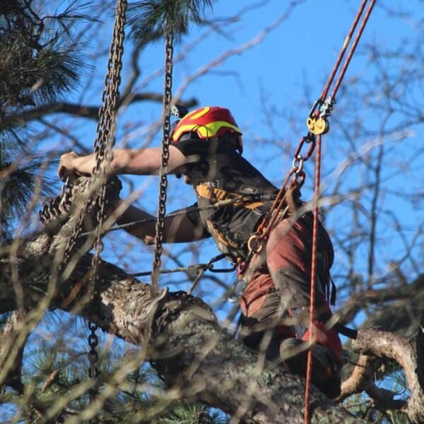 démontage par rétention -Tolosa élagage à Toulouse