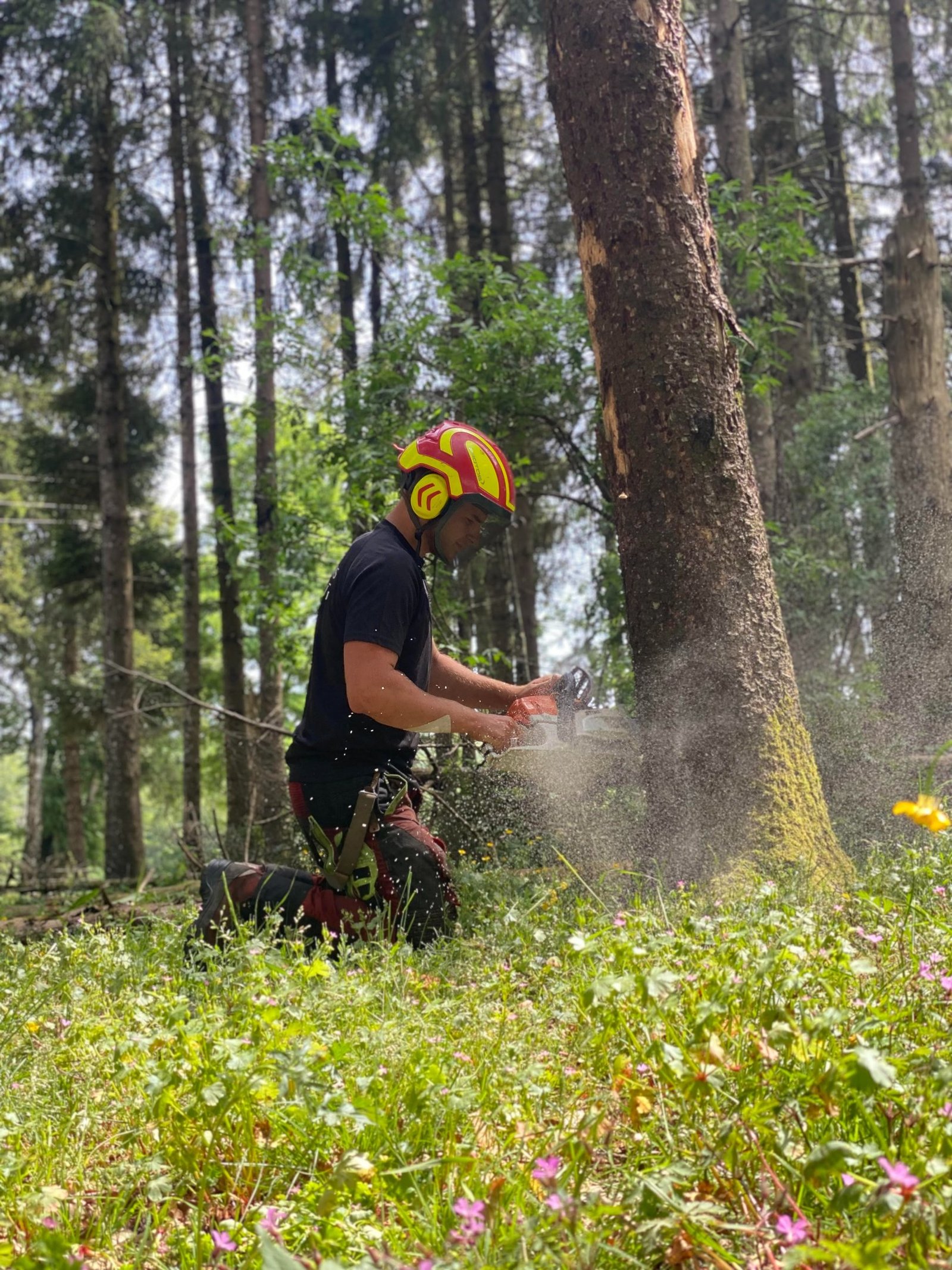 Abattage à Toulouse- Tolosa Elagage