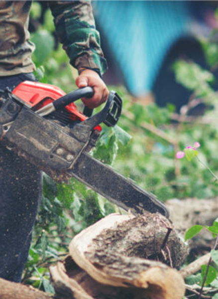 texture-d-ecorce-d-arbre-close-up-YrD4bMXn4ZHR3bx4 débroussaillage - Tolosa élégage