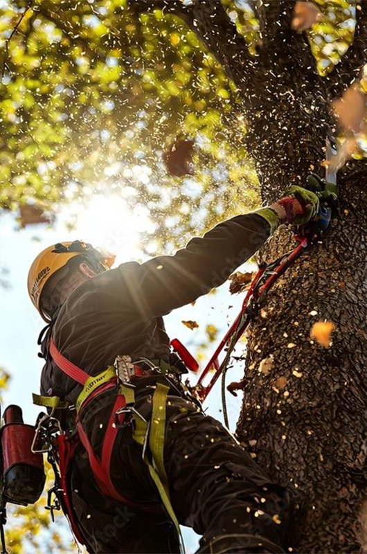 Tolosa élagage à Toulouse