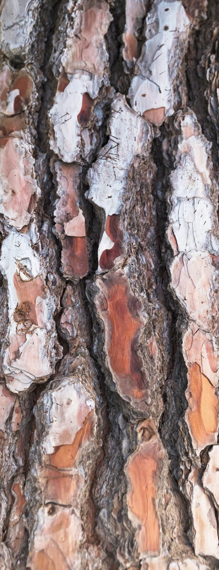 texture-d-ecorce-d-arbre-close-up-YrD4bMXn4ZHR3bx4 abattage tolosa elagage